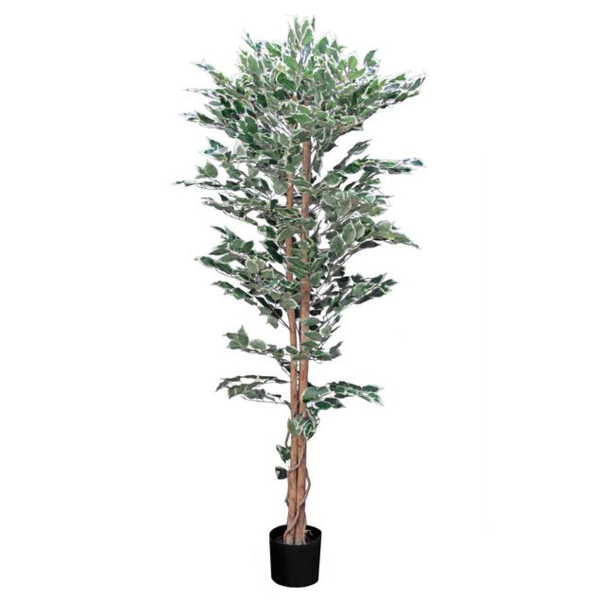 Ficus - Plastique, Polyester, Bois - H 180 cm - Vert