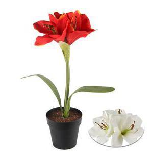 Amaryllis en pot - Plastique, Polyester - Daim 10 x 38 cm - Rouge Blanc