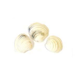 12 coquillages décoratifs - Coquillage - 2,2 x 2,2 cm - Blanc