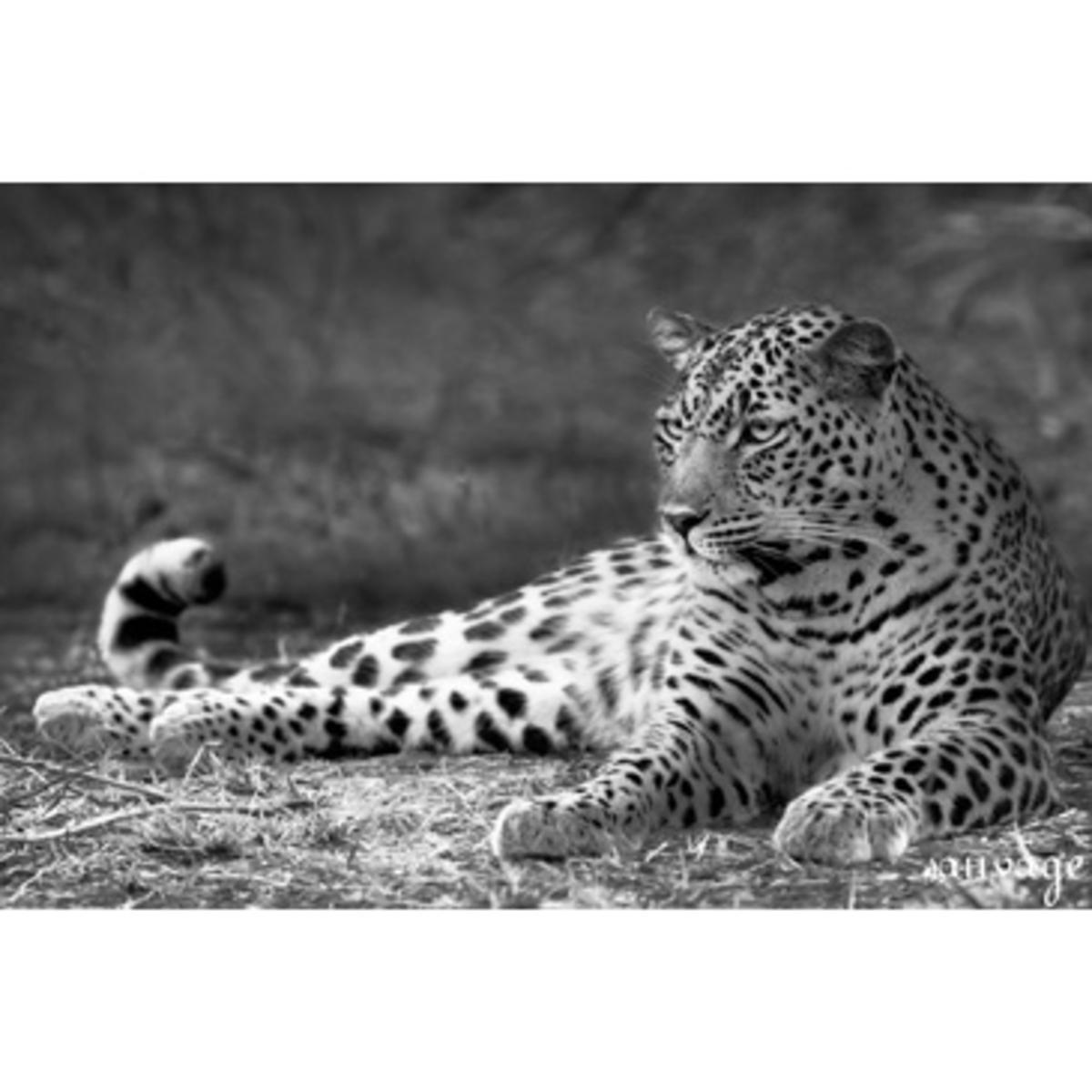 Wall Picture Leopard - 40 x 60 cm - verre minéral - Multicolore