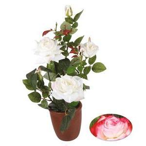 Rosier en pot 3 fleurs - H 60 cm - Rose, Blanc