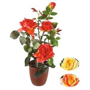 Rosier en pot 3 fleurs - H 60 cm - Rouge, Jaune, Orange