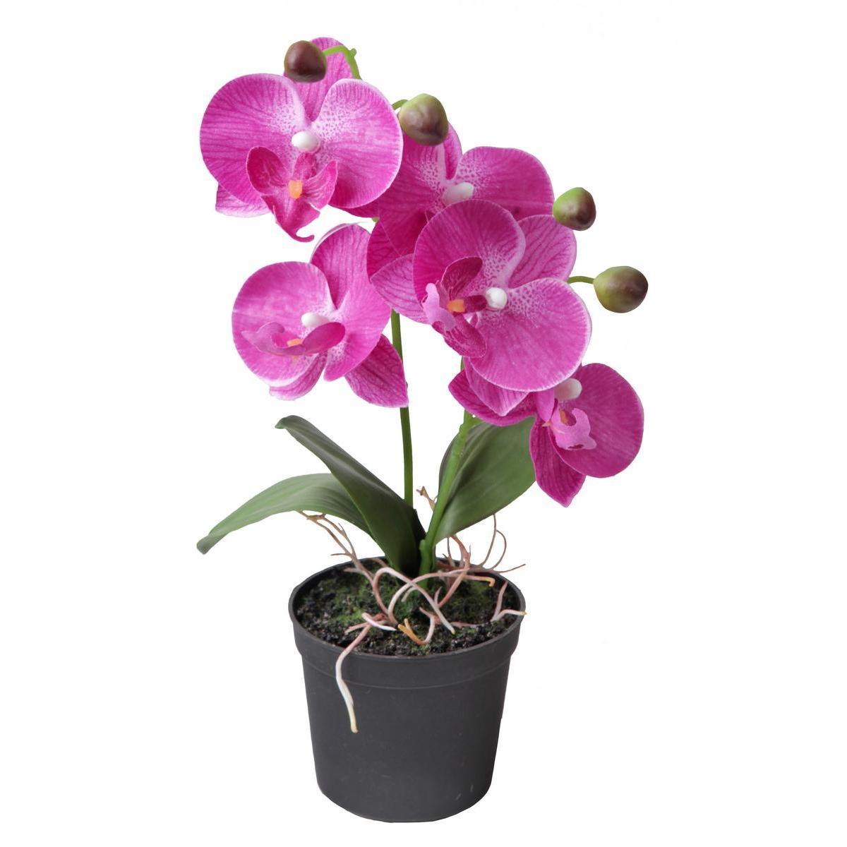 Orchidée en pot - Différents coloris