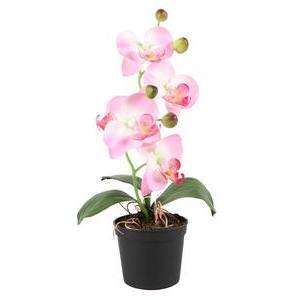Orchidée en pot - Différents coloris