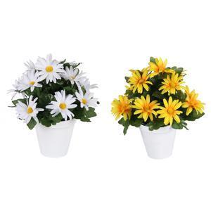 Marguerites 12 fleurs en pot - H 25 cm