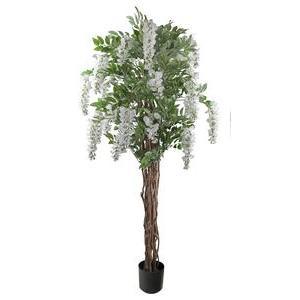 Glycine troncs tressés H 180 cm - Blanc