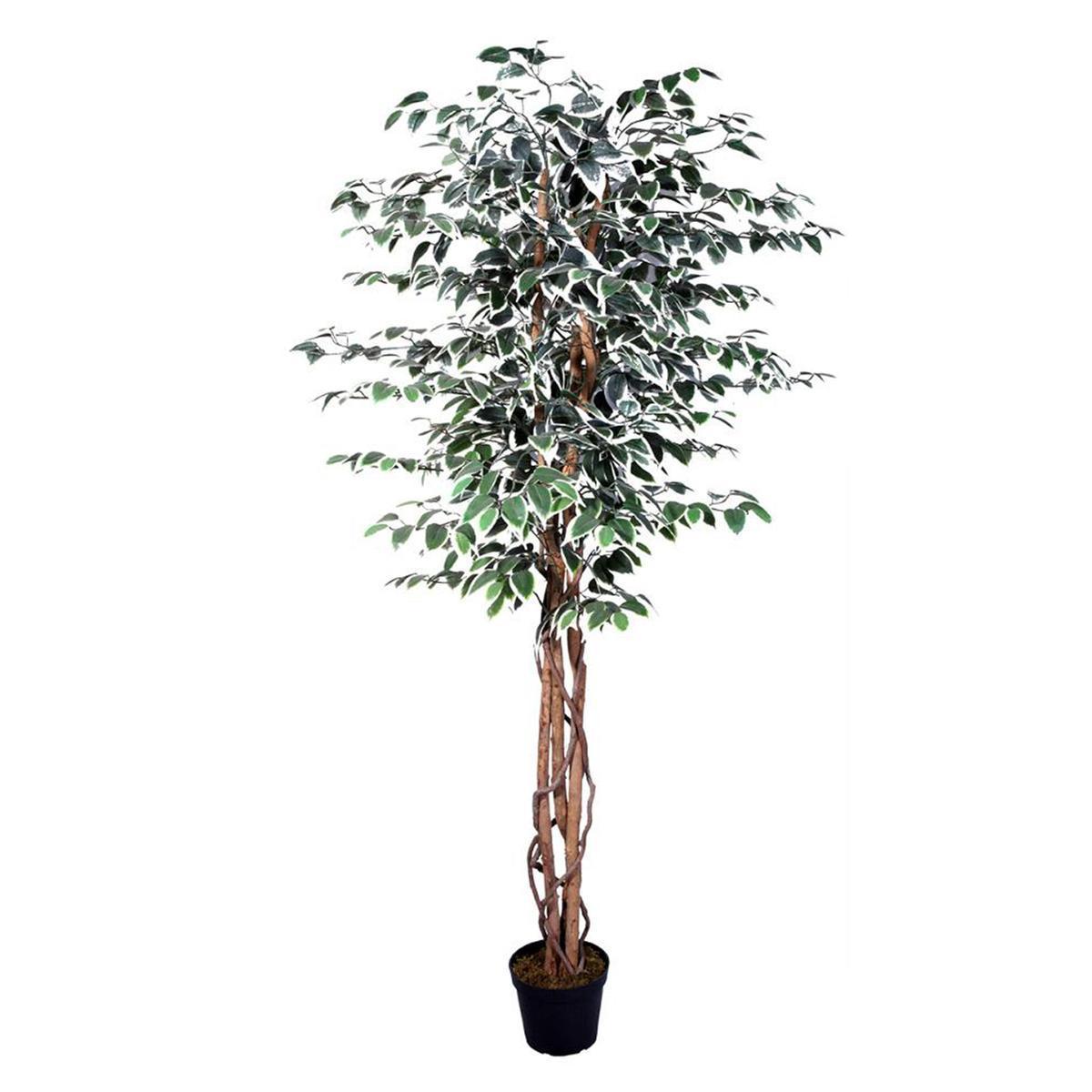 Ficus panaché 3 troncs tressés - H 180 cm - Vert