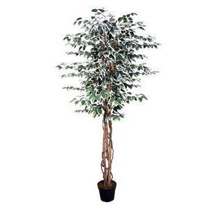 Ficus panaché 3 troncs tressés - H 180 cm - Vert