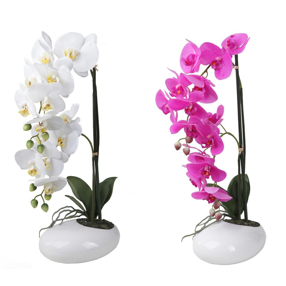 Orchidée en pot - Blanc ou rose