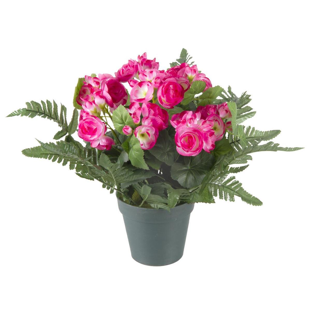 Begonias en pot plastique - H 30 cm