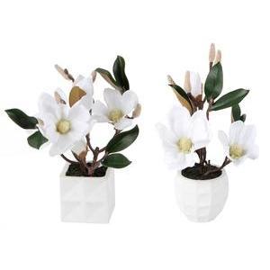 Magnolia en pot - Différents modèles