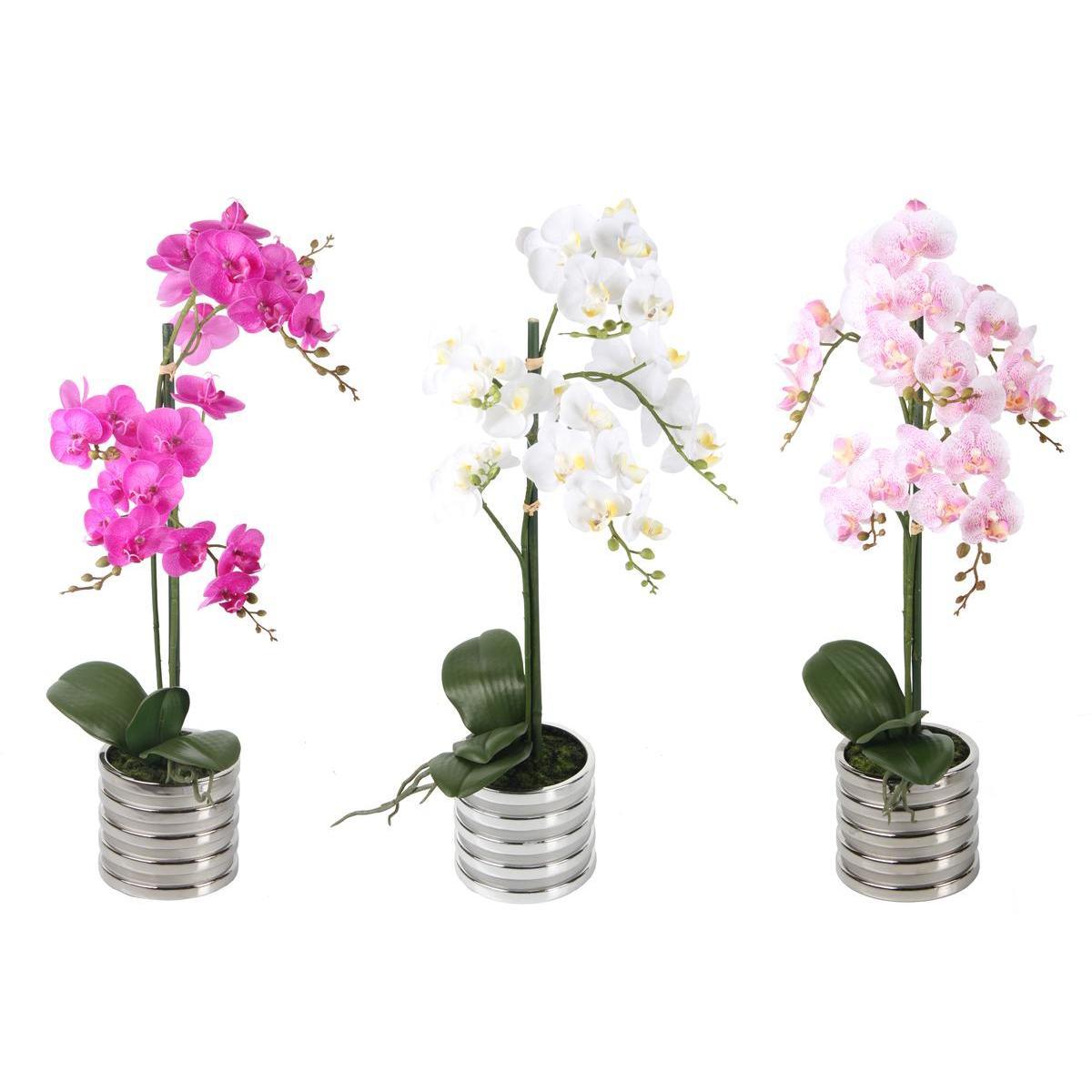 2 orchidées en pot - Différents coloris
