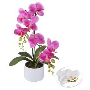 2 orchidées en pot - Blanc ou rose