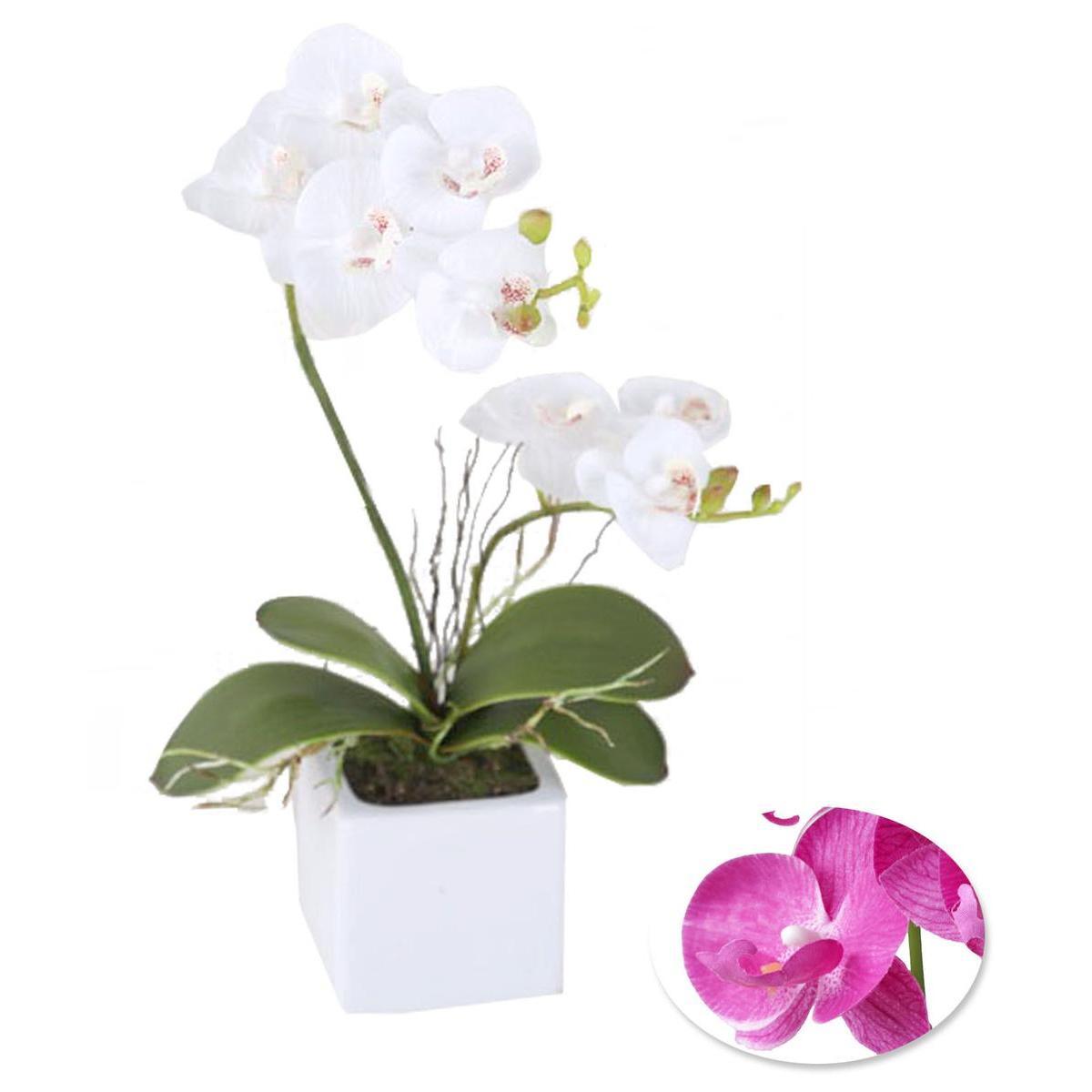 2 orchidées en pot - Blanc ou rose