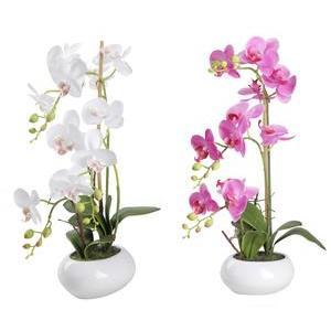 3 orchidées en pot - Blanc ou rose