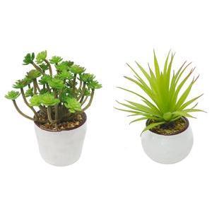 Succulente en pot - Différents modèles