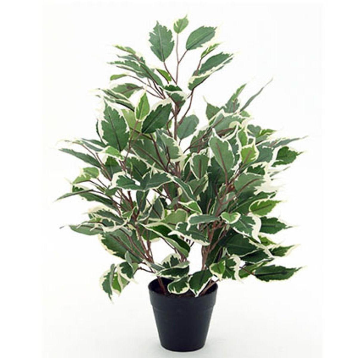 Petit ficus en pot - H 43 cm