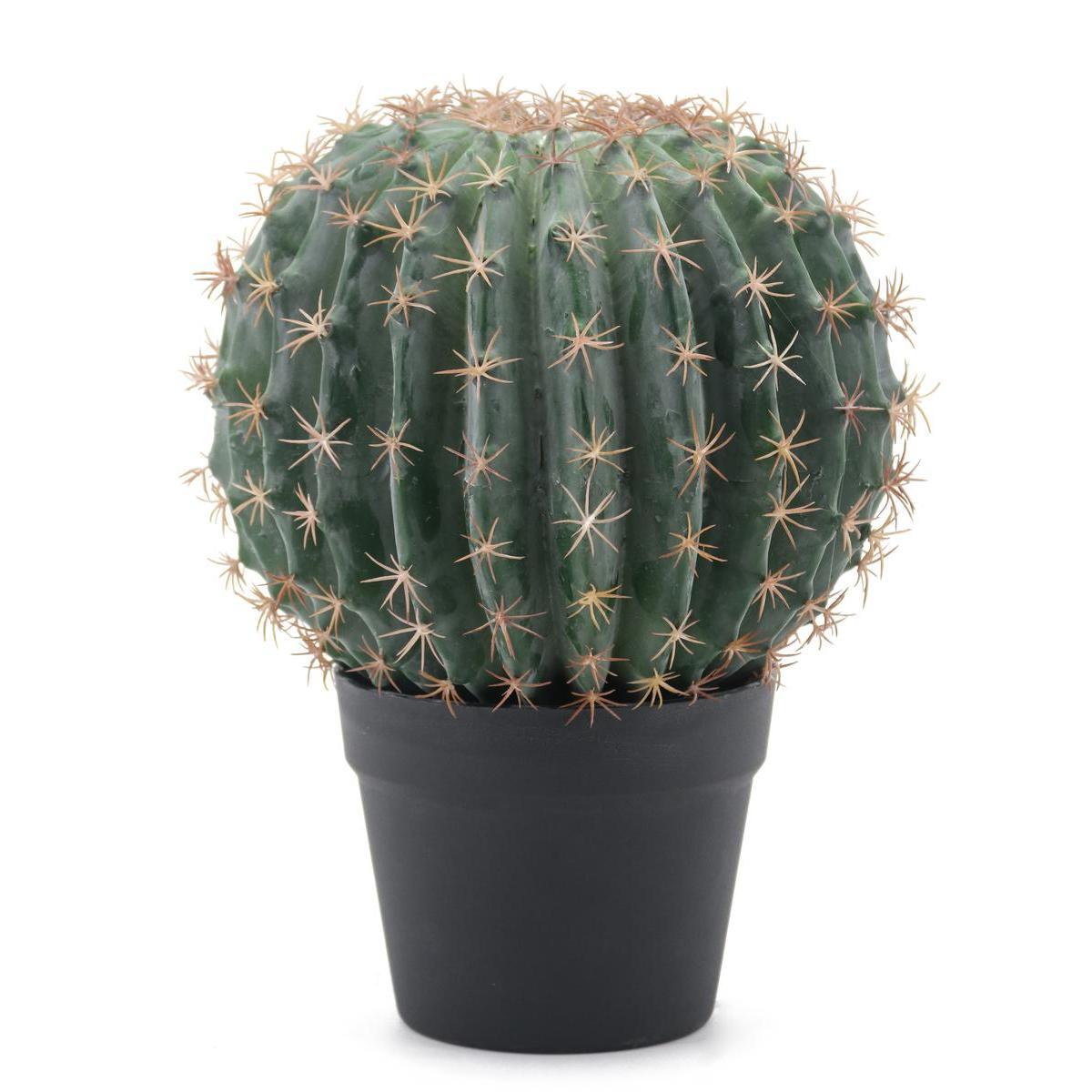Cactus boule en pot - H 33 cm