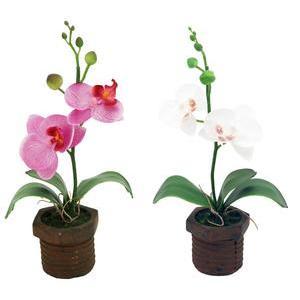 Orchidées en pot boulon - H 34 cm - Différents coloris