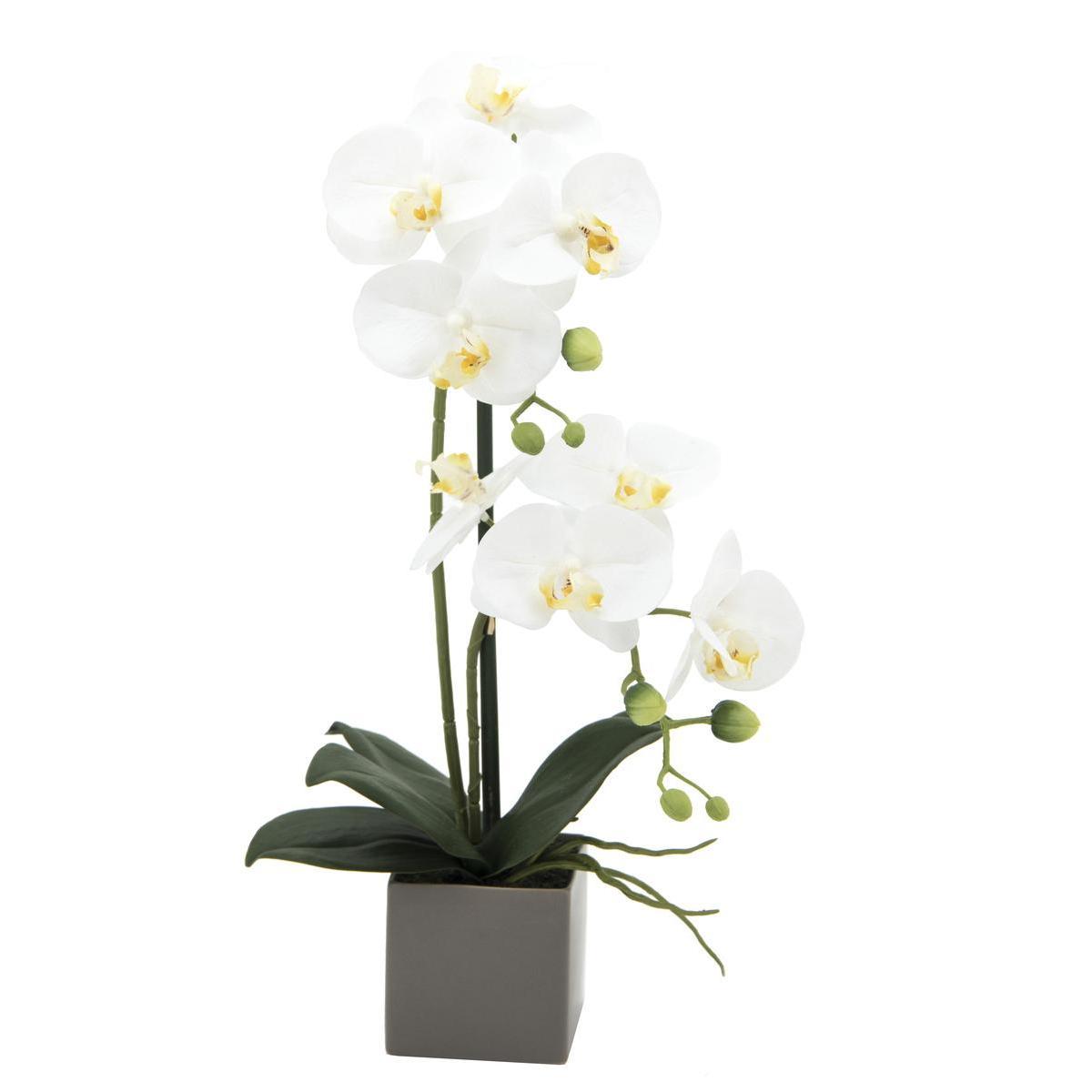 2 orchidées en pot - H 49 cm