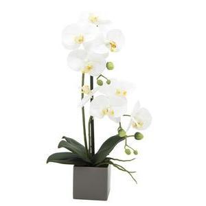 2 orchidées en pot - H 49 cm