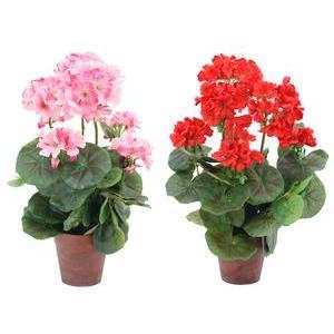 Géraniums en pot - H 40 cm - Rose ou rouge