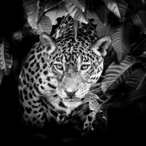 Toile imprimée léopard - 30 x 90 cm