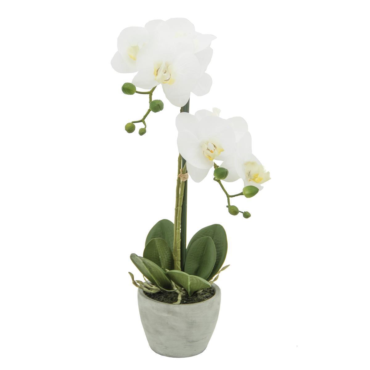 Orchidée - pot ciment - H 50 cm