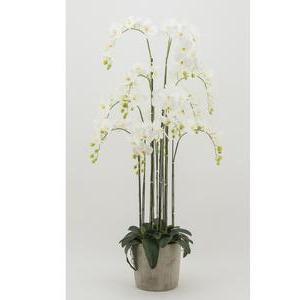Orchidées géantes 13 branches - H 150 cm - Blanc