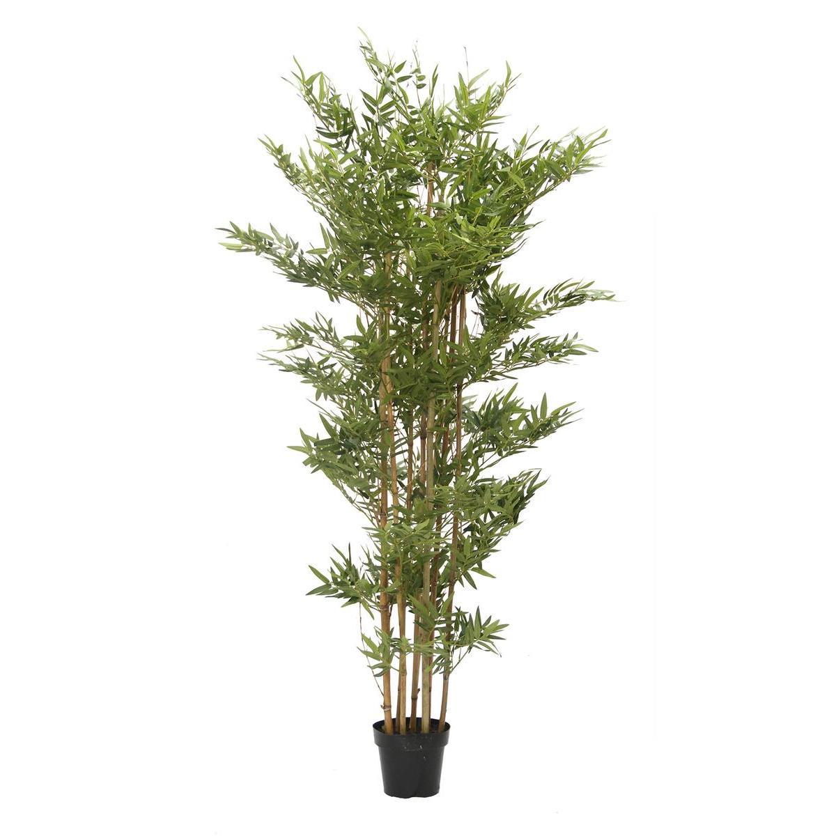 Bambou - H 150 cm - Vert