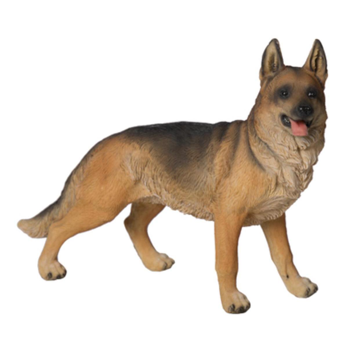 Chien German Shepperd debout - Marron