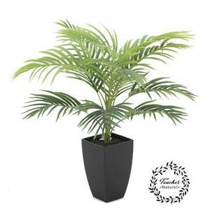 Palmier Areca 12 palmes - H 70 cm - Vert
