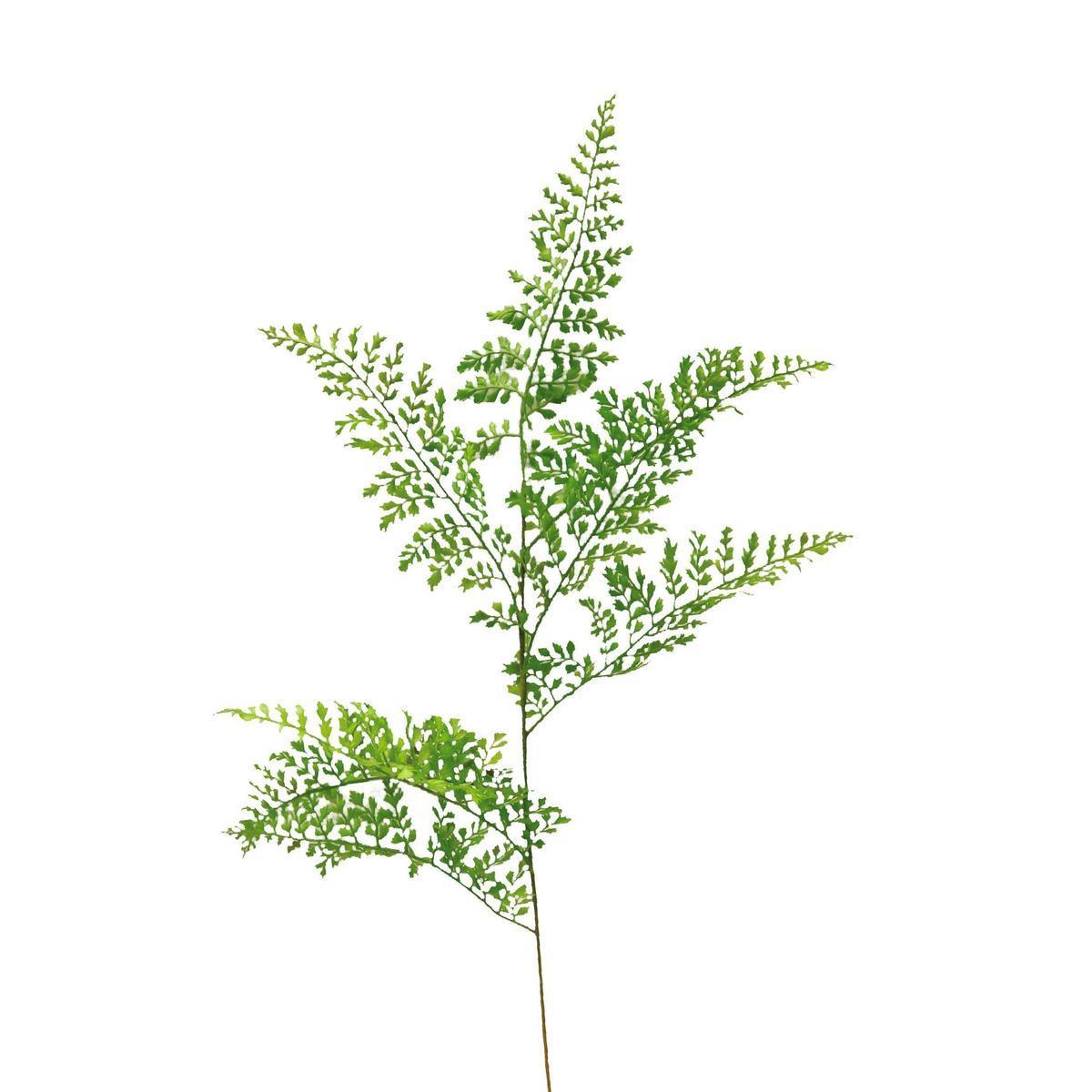Branche de Fougère - H 70 cm - Vert