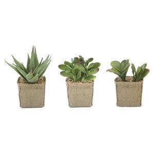 Succulente en pot toile de jute