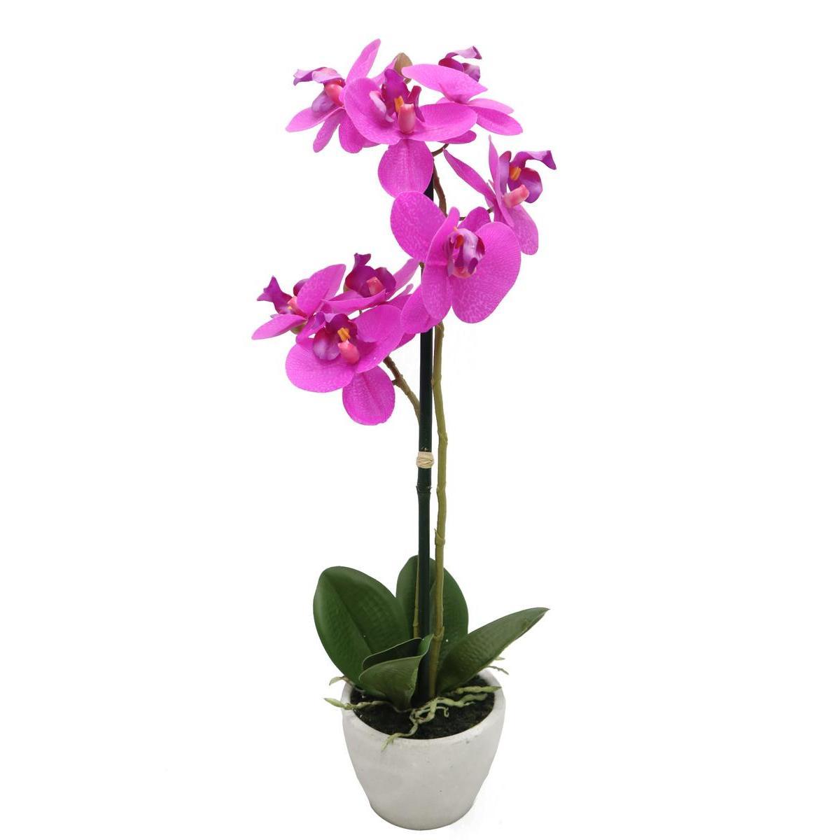 Orchidée en pot - H 50 cm