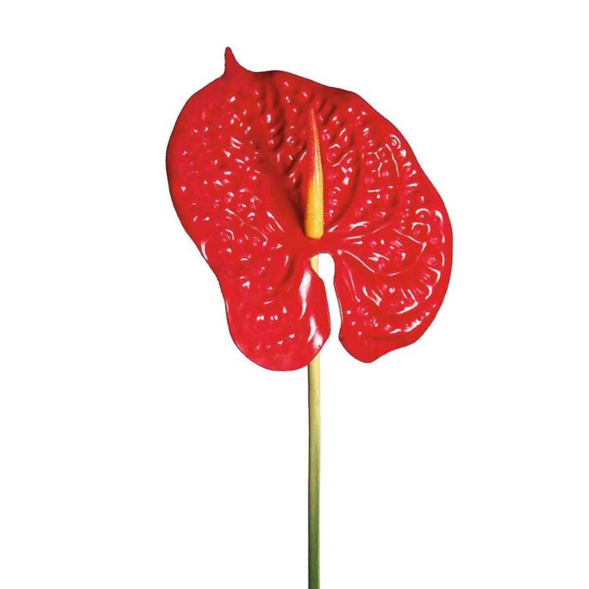 Tige d'anthurium - Rouge