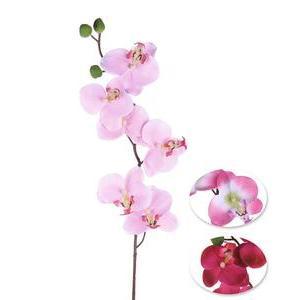 Tige d'orchidée - Rose
