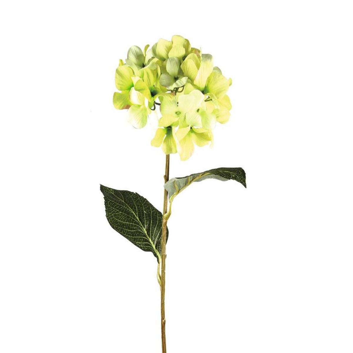 Tige d'hortensia - Vert