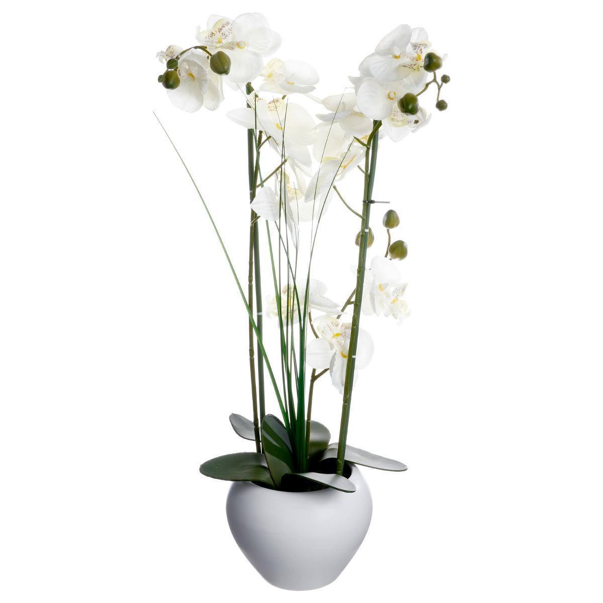 Orchidée avec vase en céramique - Blanc