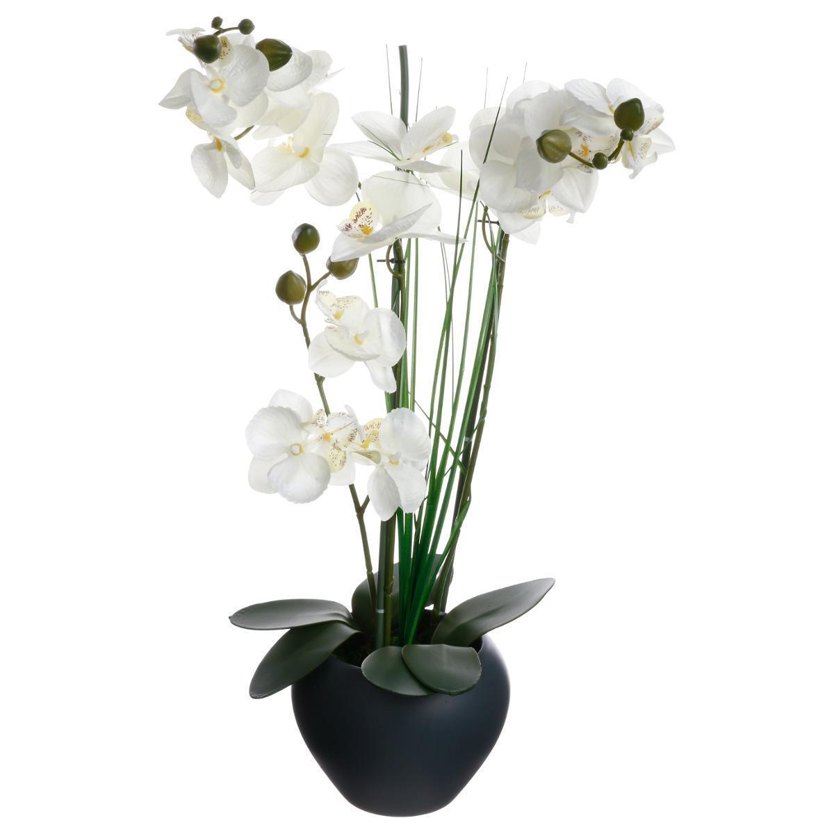 Orchidée avec vase