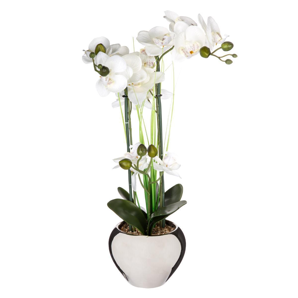 Orchidée avec vase