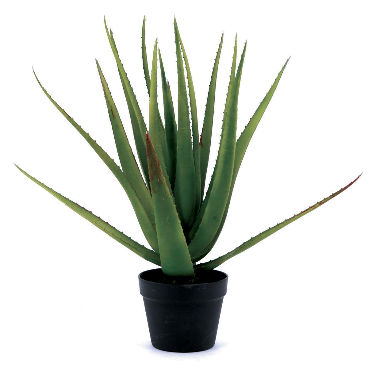 Aloe en pot - Noir