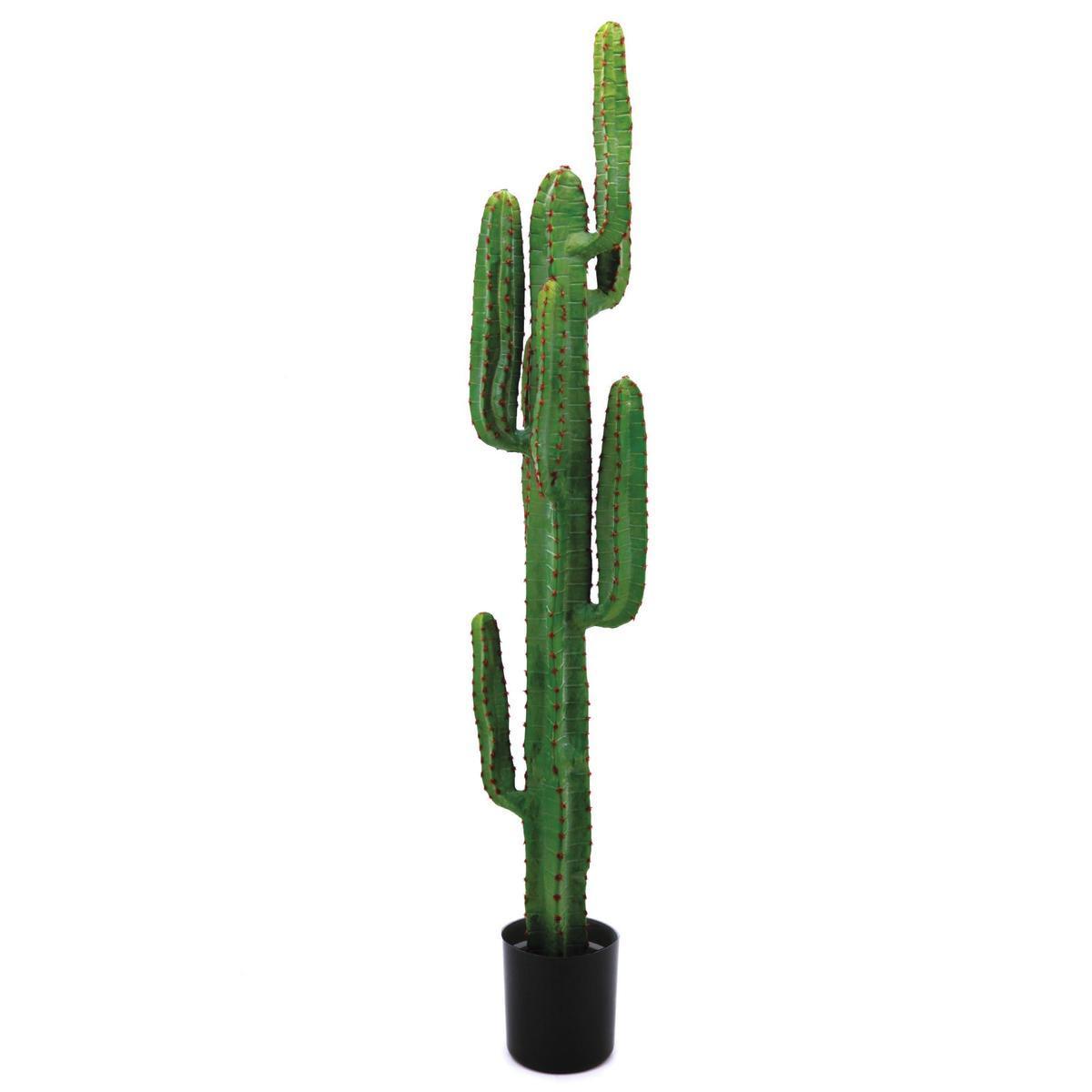 Grand cactus en pot