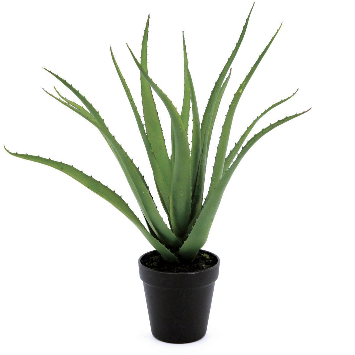 Aloe en pot