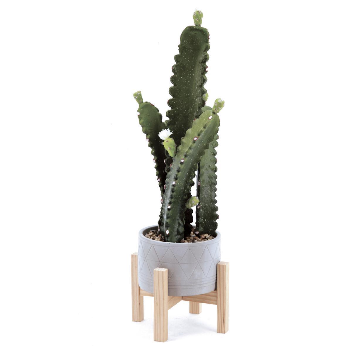 Cactus en pot ciment + trépied