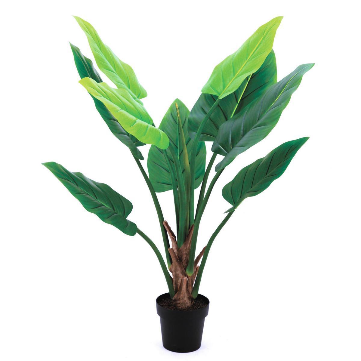 Alocasia 9 feuilles en pot