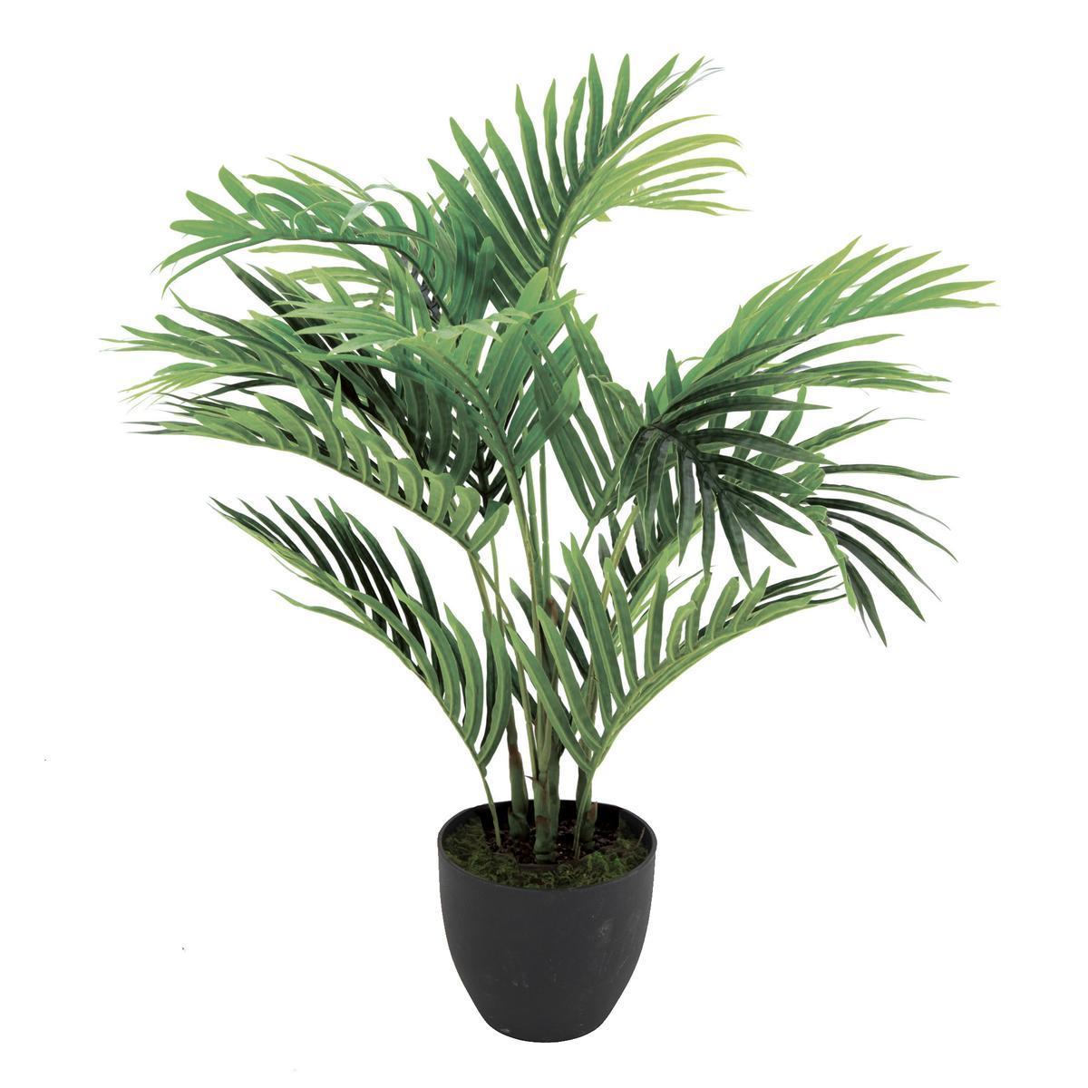 Palmier Areca en pot - H 70 cm