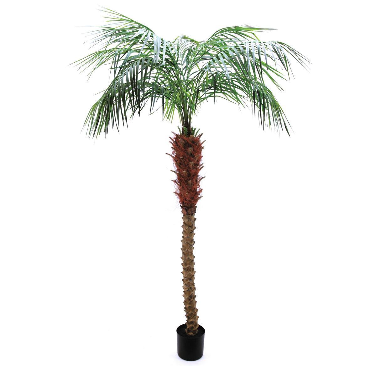 Palmier Areca en pot - H 183 cm