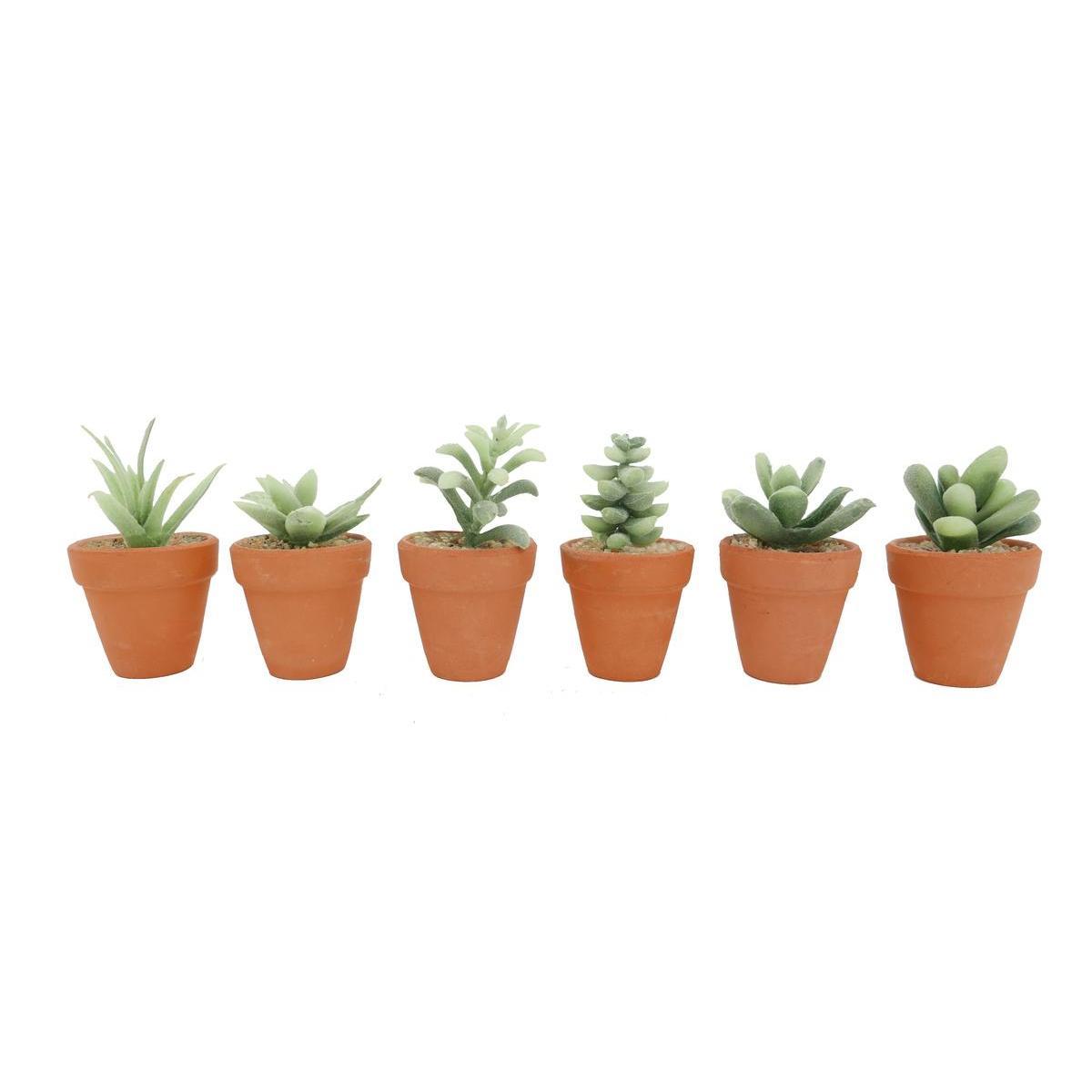 DISPLAY DE SUCCULENTES EN POT