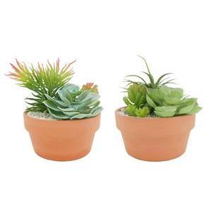 Jardin de succulentes en coupe